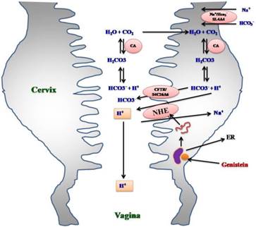 Int J Med Sci Image