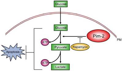 Int J Med Sci Image