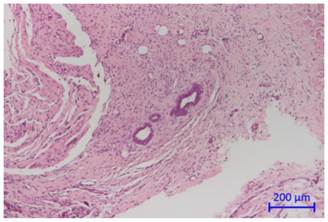 Int J Med Sci Image