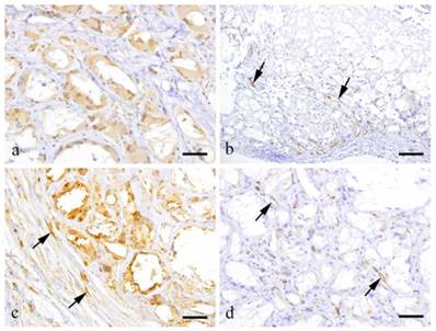 Int J Med Sci Image