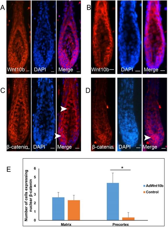 Int J Med Sci Image
