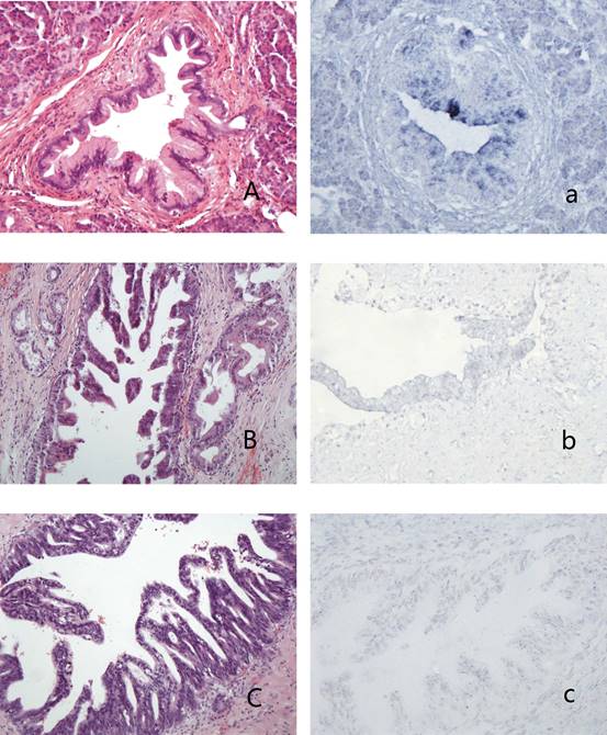 Int J Med Sci Image