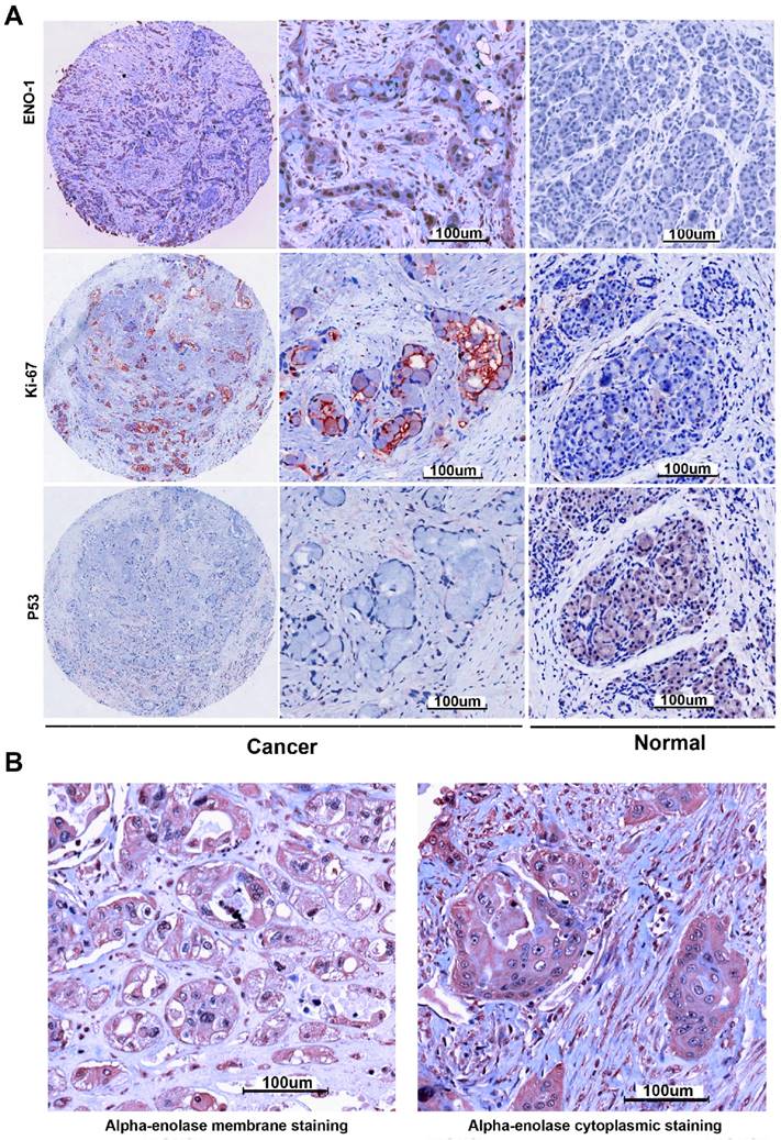 Int J Med Sci Image