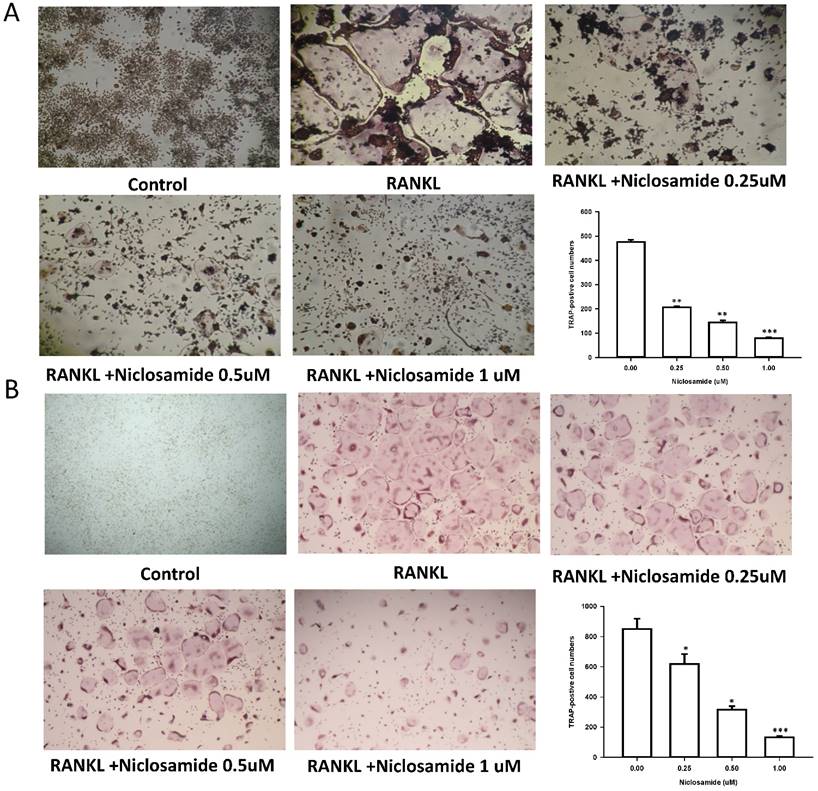 Int J Med Sci Image