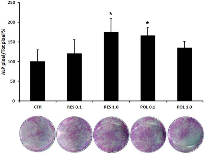 Polydatin Natural Precursor Of Resveratrol Promotes Osteogenic Differentiation Of Mesenchymal Stem Cells