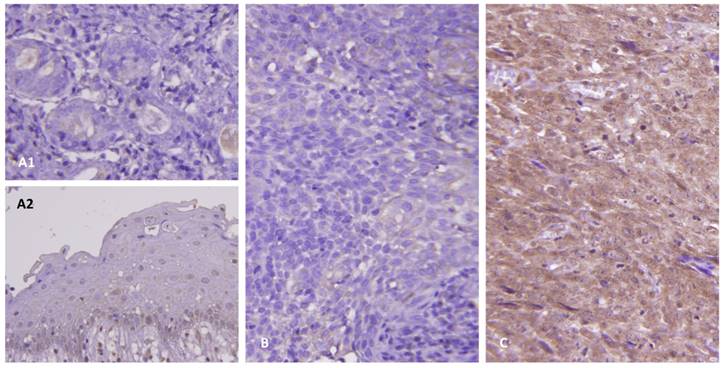 Int J Med Sci Image
