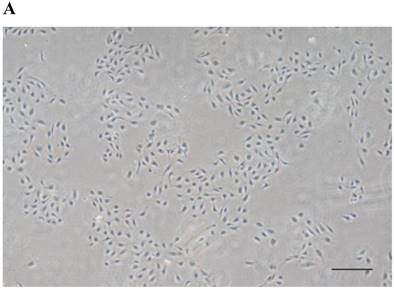 Int J Med Sci Image