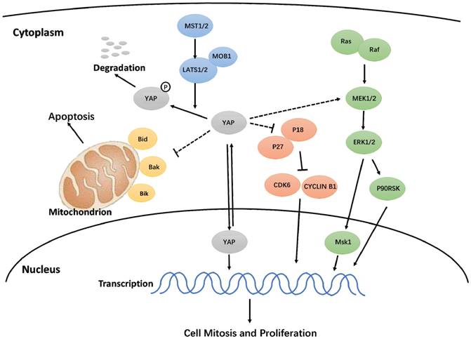 Int J Med Sci Image