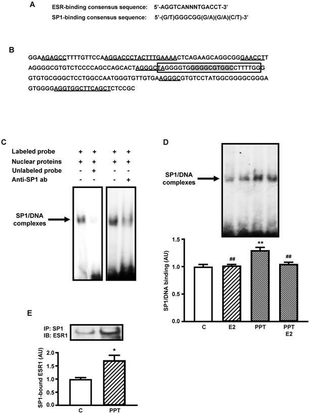 Int J Med Sci Image