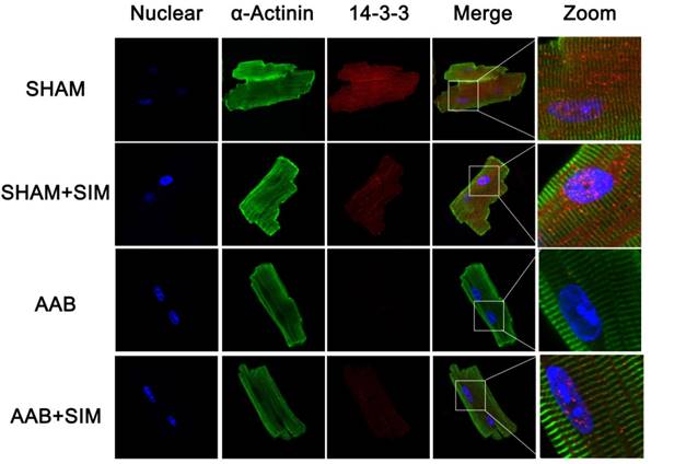 Int J Med Sci Image