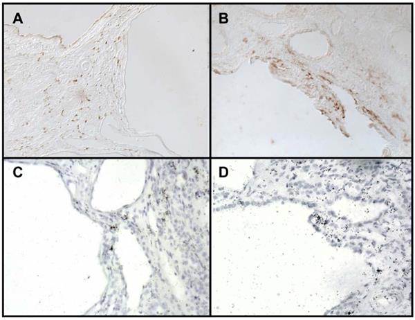 Int J Med Sci Image