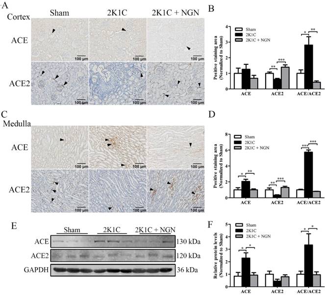 Int J Med Sci Image