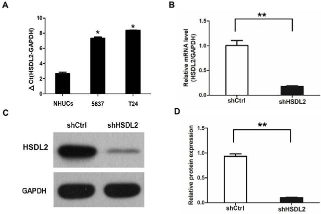 Int J Med Sci Image