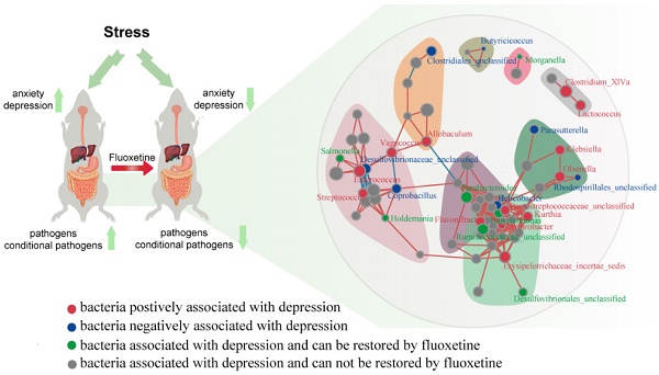 How does fluoxetine powder work for depression? How does fluoxetine powder work for depression?