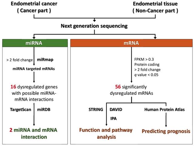 Endometrial cancer genetics
