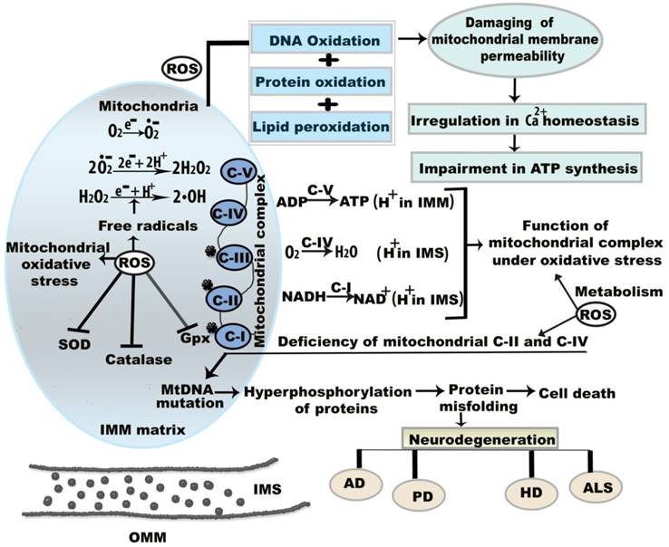 international journal of medical sciences