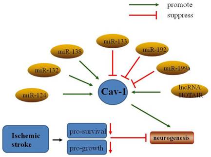 Int J Med Sci Image