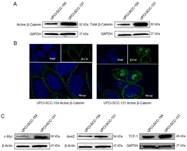 Int J Med Sci Image