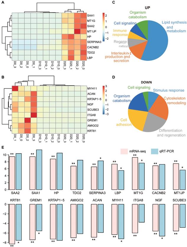 Transcriptome Profiling Reveals Distinct Phenotype Of Human
