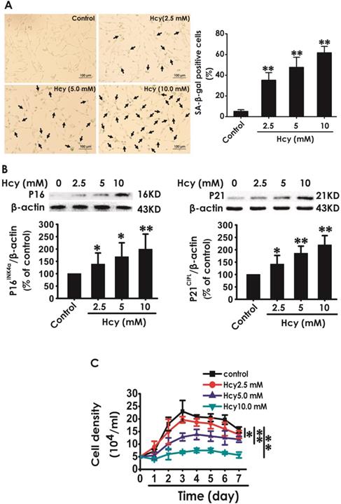 Int J Med Sci Image