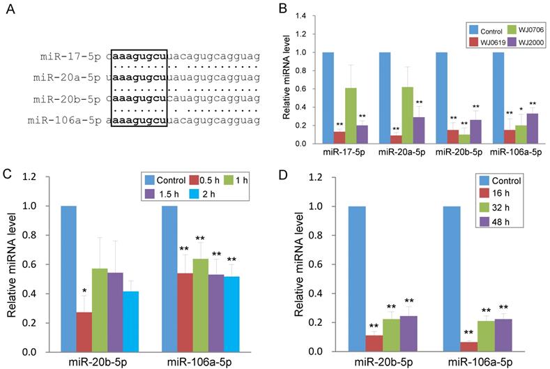 Oxidative Stress Down-Regulates MiR-20b-5p, MiR-106a-5p and E2F1 ...