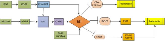 Int J Med Sci inline graphic