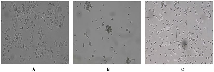 Int J Med Sci Image