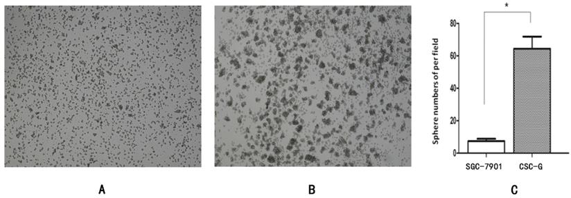 Int J Med Sci Image