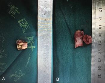 Int J Med Sci Image