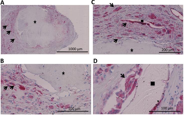 Int J Med Sci Image