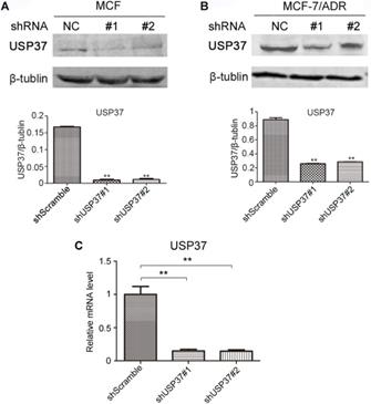 Int J Med Sci Image