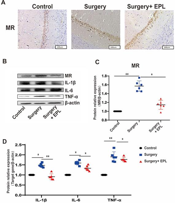 Int J Med Sci Image
