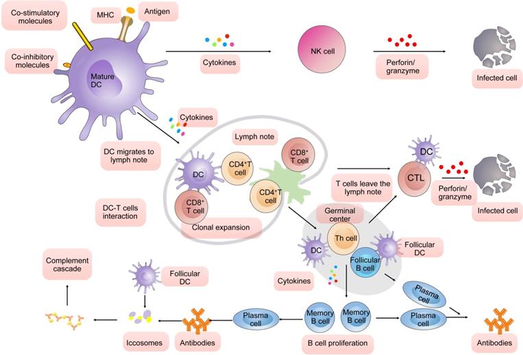 DCs-based therapies: potential strategies in severe SARS-CoV-2 infection