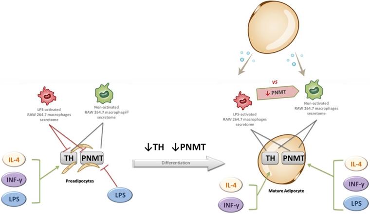 Int J Med Sci Image