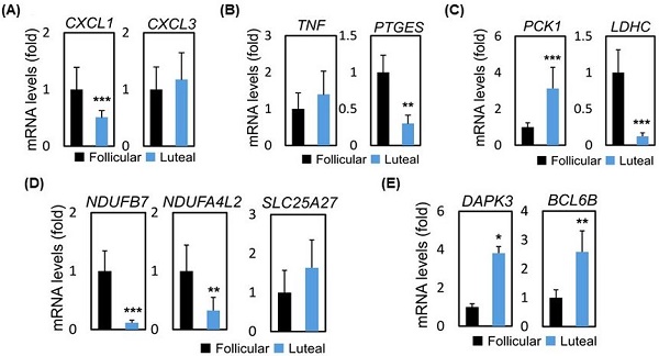 Luteal Phase Ovarian Stimulation versus Follicular Phase Ovarian  Stimulation results in different Human Cumulus cell genes expression: A  pilot study