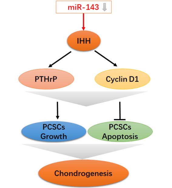miR-143 is implicated in growth plate injury by targeting IHH in 