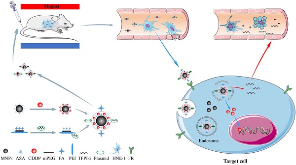 Preparation of FA-targeted magnetic nanocomposites co-loading TFPI-2  plasmid and cis-platinum and its targeted therapy effects on nasopharyngeal  carcinoma