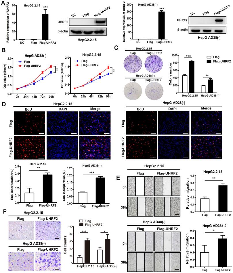 Int J Med Sci Image