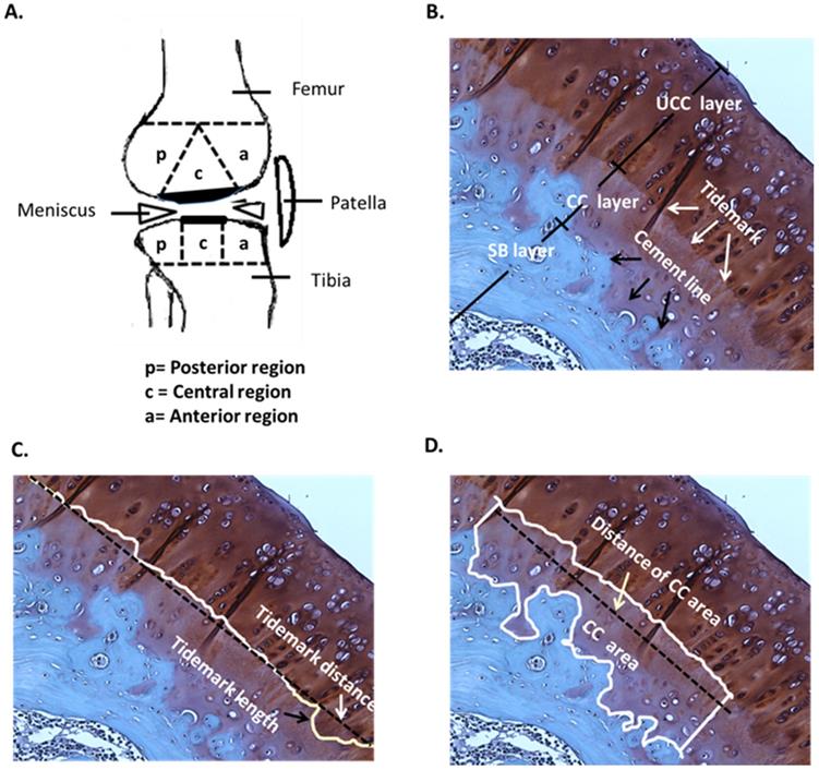 Int J Med Sci Image