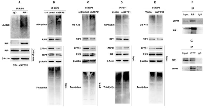 Int J Med Sci Image