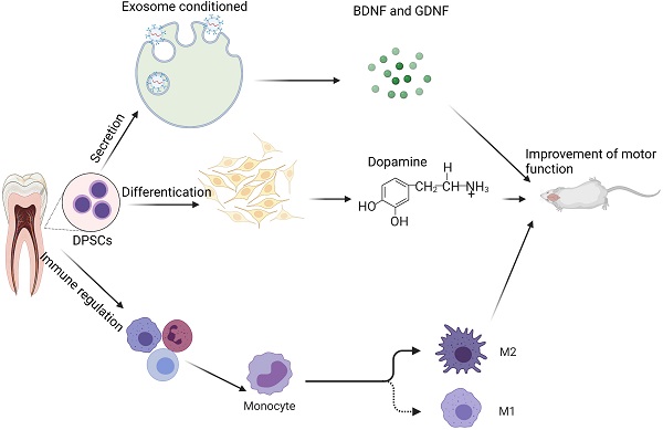 Stem cell-based bone regeneration in diseased microenvironments