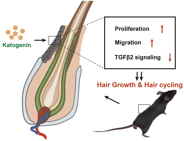 Kartogenin regulates hair growth and hair cycling transition