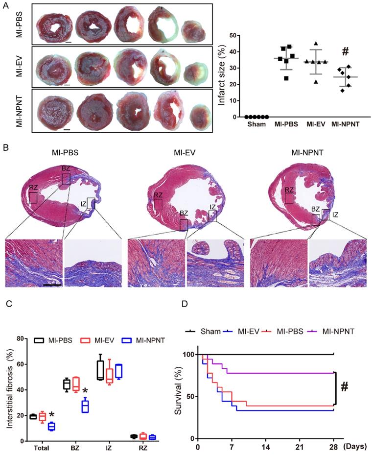 Int J Med Sci Image