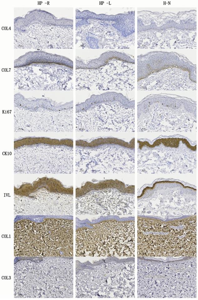 Int J Med Sci Image