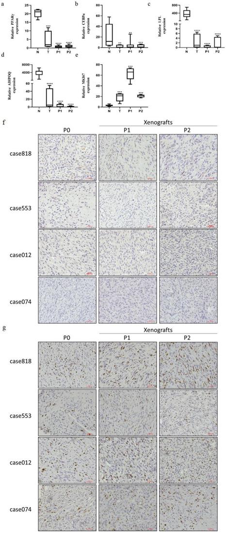 Int J Med Sci Image