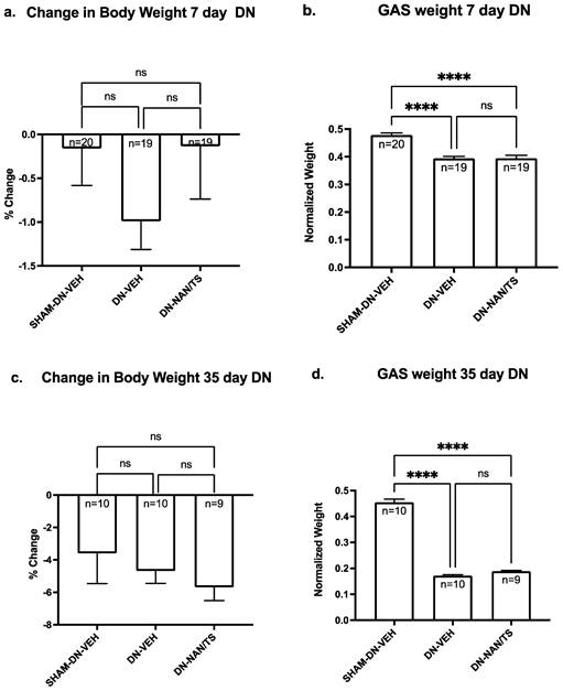 Denervation Atrophy of Skeletal Muscle is Not Influenced by Numb Levels ...