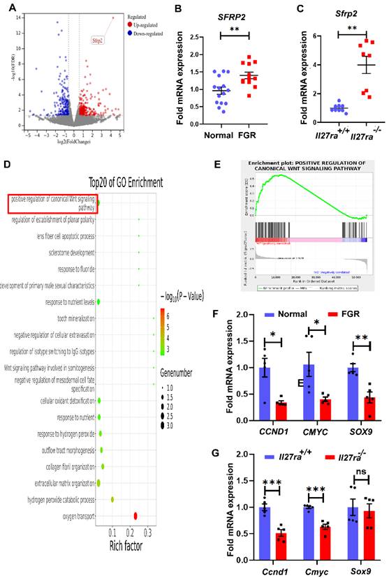 Int J Med Sci Image