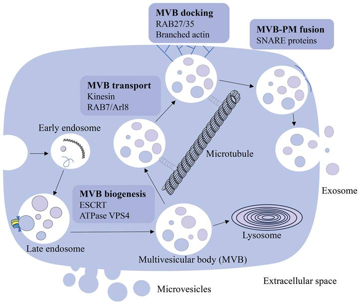 Int J Med Sci Image