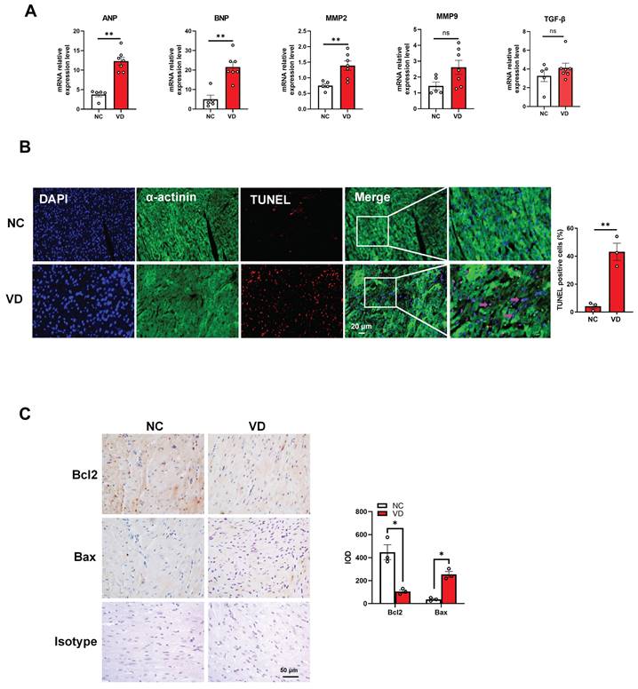 Int J Med Sci Image