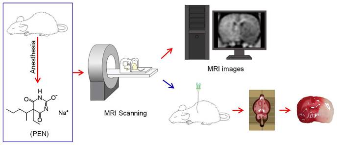 Int J Med Sci Image